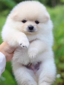 ปอมเมอเรเนียน เพศผู้