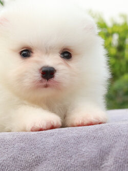 ปอมเมอเรเนียน เพศผู้ สีขาวสำลี