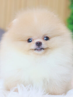 ปอมเมอเรเนียน เพศผู้สีครีม เกรดโชว์