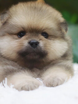 ปอมเมอเรเนียน เพศผู้ สีส้ม