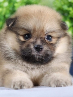 ปอมเมอเรเนียน เพศเมีย