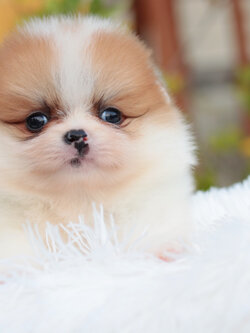 ปอมเมอเรเนียน เพศเมีย แฟนซี