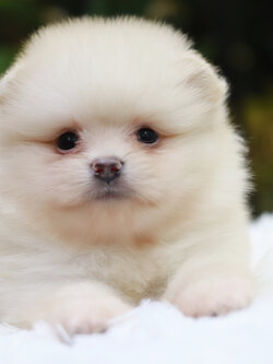 ปอมเมอเรเนียน เพศผู้ ครีม หน้าฟ็อก