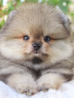 ปอมเมอเรเนียน เพศผู้ สีส้ม