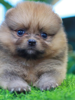 ปอมเมอเรเนียน เพศผู้สีส้มขนแน่น