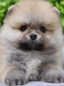 ปอมเมอเรเนียน เพศเมีย