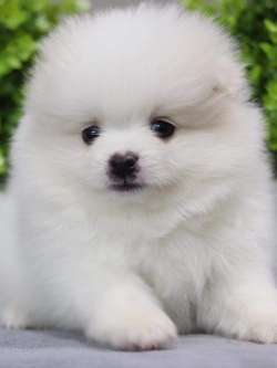 ปอมเมอเรเนียน เพศผู้