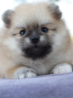 ปอมเมอเรเนียน เพศเมีย