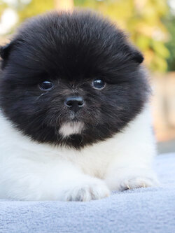 ปอมเมอเรเนียน เพศผู้