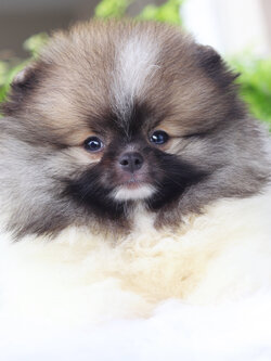 ปอมเมอเรเนียน เพศผู้สีแฟนซี