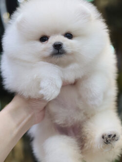 ปอมเมอเรเนียน เพศเมียสีขาวครีมขนแน่นๆ