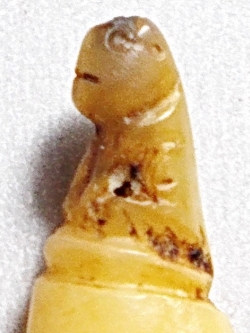 เขี้ยวเสือแกะเก่า #lnw585