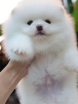 ปอมเมอเรเนียน เพศผู้ สีขาว ขนแน่น เกรดโชว์