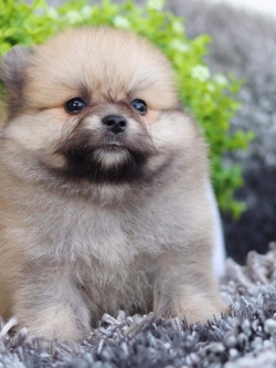 ปอมเมอเรเนียน เพศเมีย