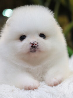 ปอมเมอเรเนียน เพศเมียสีขาว