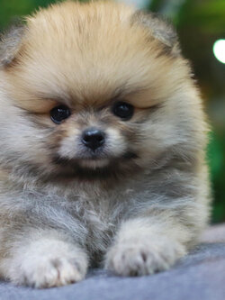 ปอมเมอเรเนียน เพศเมีย