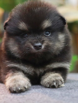 ปอมเมอเรเนียน เพศผู้