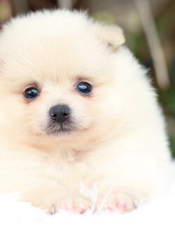 ปอมเมอเรเนียน เพศผู้ สีขาวครีม เกรดเลี้ยงเล่น