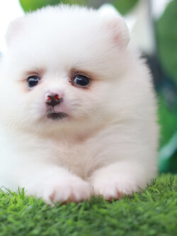 ปอมเมอเรเนียน เพศเมียสีขาว