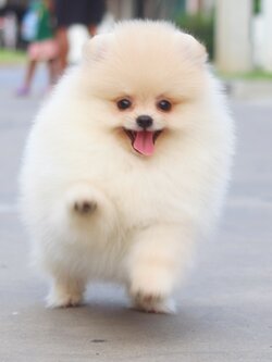 ปอมเมอเรเนียน เพศเมียสีครีม