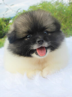 ปอมเมอเรเนียน เพศผู้แฟนซี