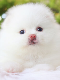 ปอมเมอเรเนียน เพศเมียสีขาวเกรดโชว์