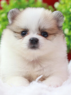 ปอมเมอเรเนียน เพศผู้ แฟนซี