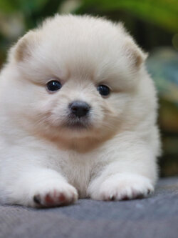 ปอมเมอเรเนียน เพศเมีย