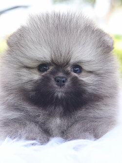 ปอมเมอเรเนียน เพศเมียสีส้ม