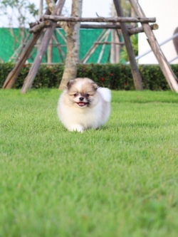 ปอมเมอเรเนียน เพศผู้