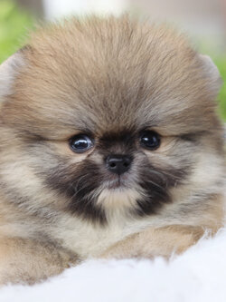 ปอมเมอเรเนียน เพศเมียสีส้ม เกรดโชว์