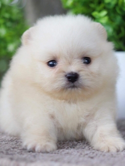 ปอมเมอเรเนียน เพศผู้