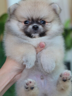 ปอมเมอเรเนียน เพศผู้สีส้ม