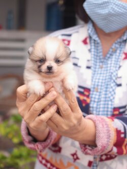 ปอมเมอเรเนียน เพศเมีย แฟนซีทีคัพ