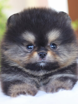 ปอมเมอเรเนียน เพศเมียสีแบล็คแทนเกรดโชว์