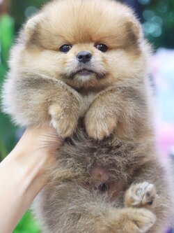 ปอมเมอเรเนียน เพศผู้ สีส้ม