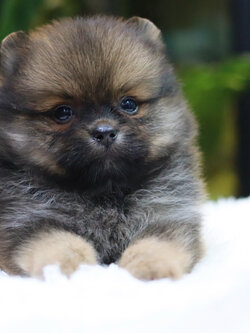 ปอมเมอเรเนียน เพศผู้