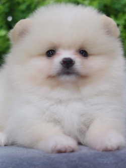 ปอมเมอเรเนียน เพศเมีย