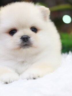 ปอมเมอเรเนียน เพศเมียขาวครีม