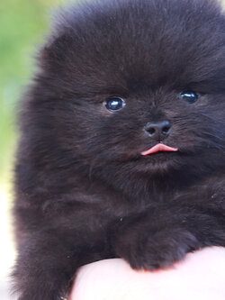 ปอมเมอเรเนียน เพศผู้สีดำ