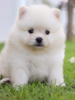 ปอมเมอเรเนียน เพศเมีย