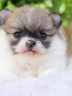 ปอมเมอเรเนียน เพศเมีย