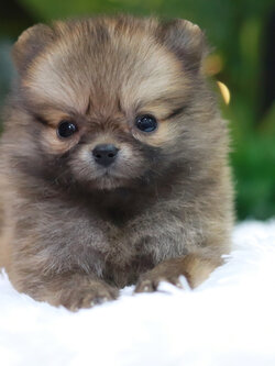 ปอมเมอเรเนียน เพศเมีย