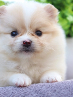 ปอมเมอเรเนียน เพศเมีย