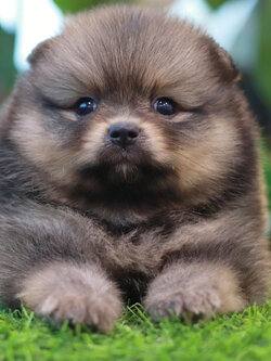 ปอมเมอเรเนียน เพศผู้สีส้ม