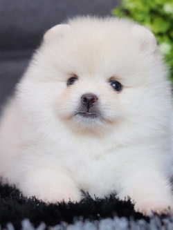 ปอมเมอเรเนียน เพศเมีย