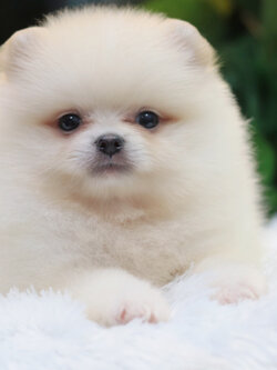 ปอมเมอเรเนียน เพศผู้ครีม