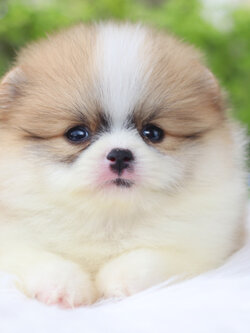 ปอมเมอเรเนียน เพศผู้แฟนซีเกรดโชว์