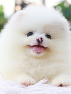 ปอมเมอเรเนียน เพศผู้ สีขาวครีม เกรดโชว์ขนแน่น