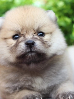 ปอมเมอเรเนียน เพศเมีย